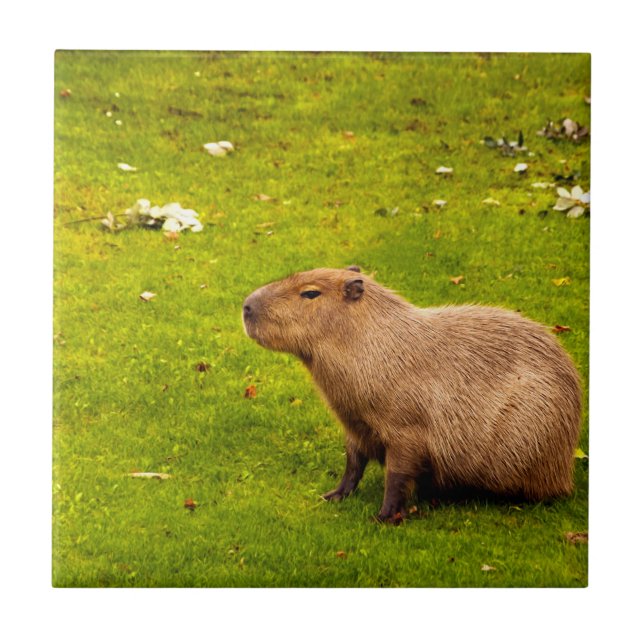 Capybara Kakelplatta (Framsidan)