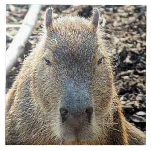 CAPYBARA KAKELPLATTA