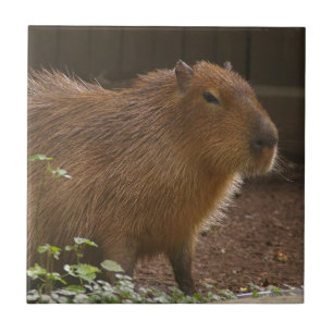 Capybara Kakelplatta