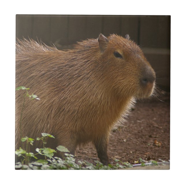 Capybara Kakelplatta (Framsidan)