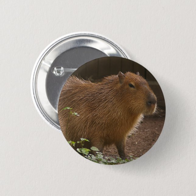 Capybara Knapp (Framsida & baksida)