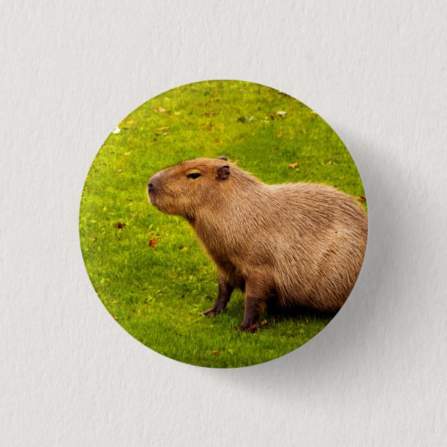 Capybara Knapp (Framsida)