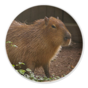 Capybara Knopp