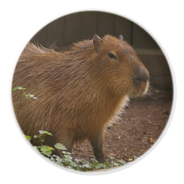 Capybara Knopp (Framsidan)