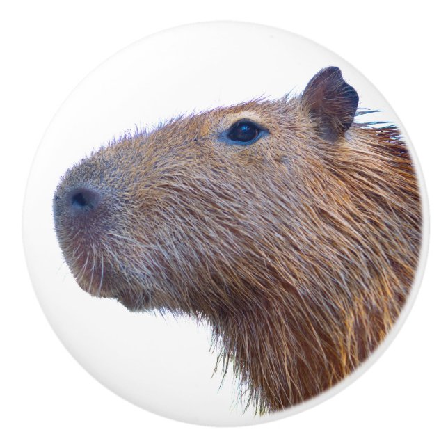 Capybara Knopp (Framsidan)