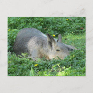 Capybara - Large Rodent Vykort