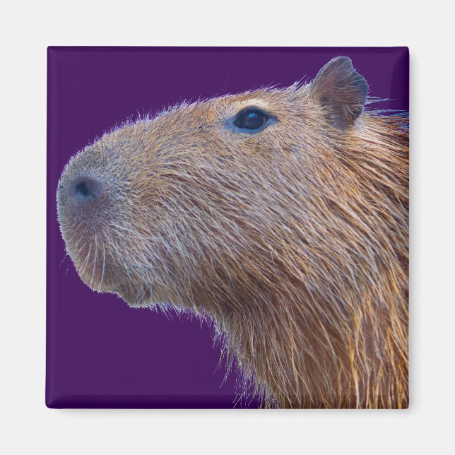 Capybara Magnet (Framsidan)