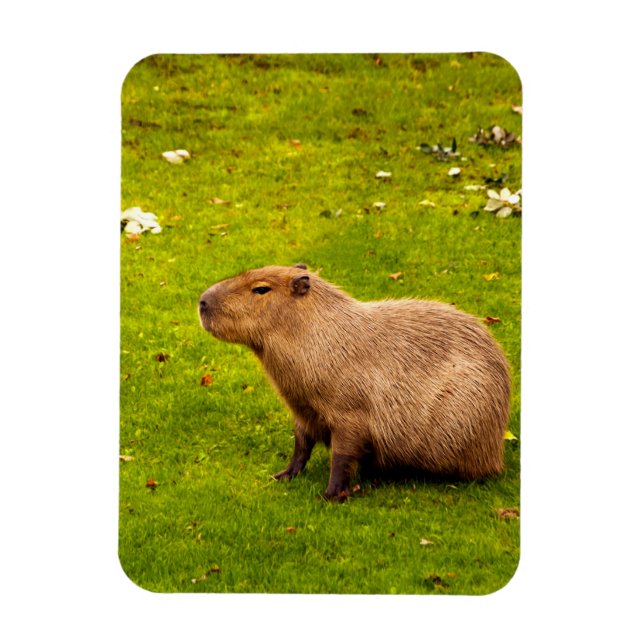Capybara Magnet (Vertikal)