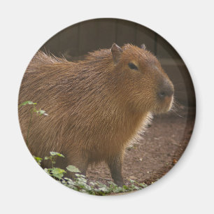 Capybara Magnet