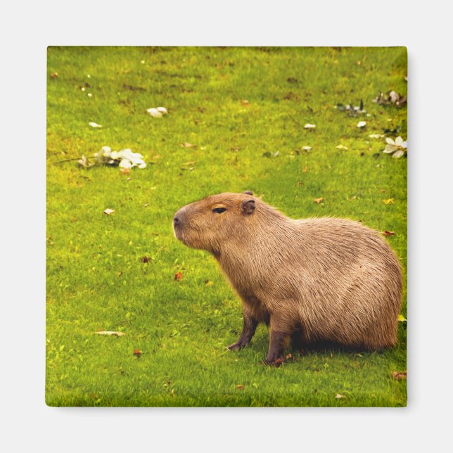 Capybara Magnet (Framsidan)