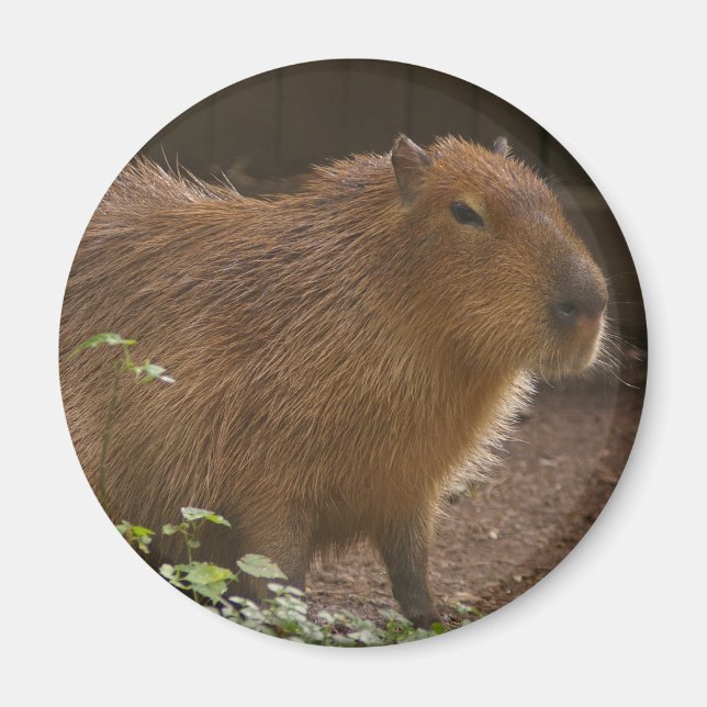 Capybara Magnet (Framsidan)