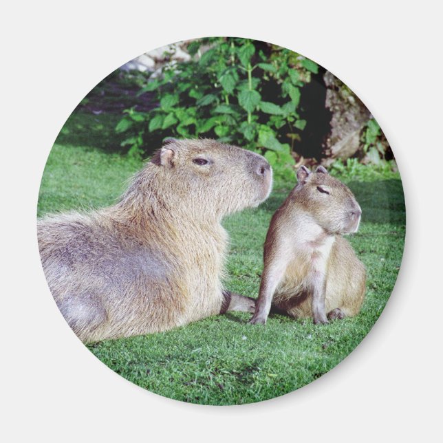 Capybara Mamma och Son Magnet (Framsidan)