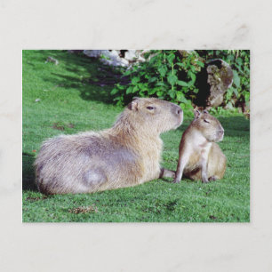 Capybara Mamma och Son Postcard Vykort