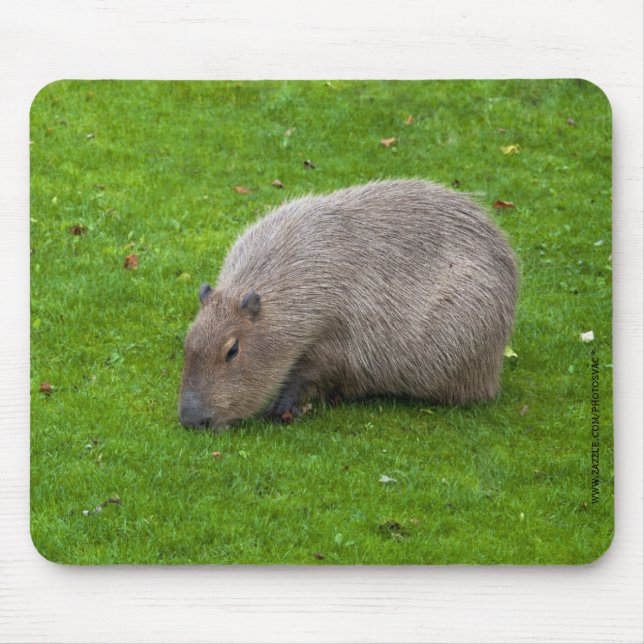 Capybara Mousepad Musmatta (Framsidan)