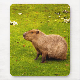 Capybara Musmatta