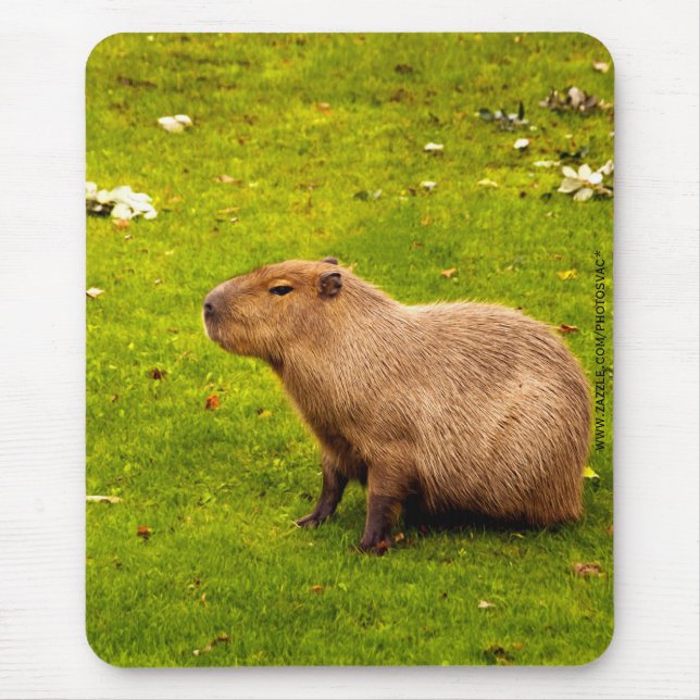 Capybara Musmatta (Framsidan)