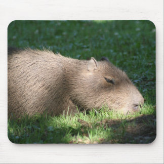 Capybara Musmatta