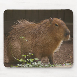 Capybara Musmatta