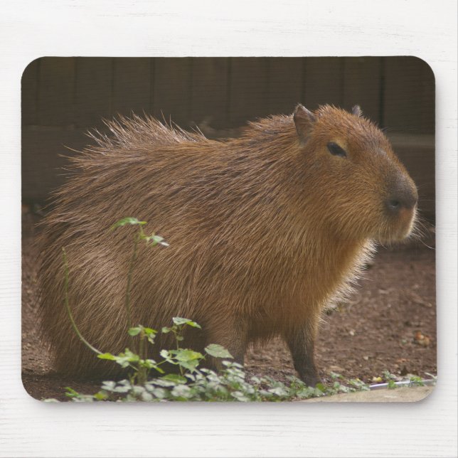 Capybara Musmatta (Framsidan)
