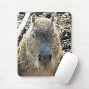 CAPYBARA MUSMATTA