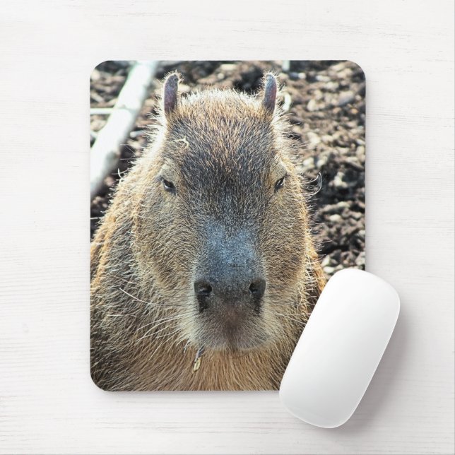 CAPYBARA MUSMATTA (Med mus)