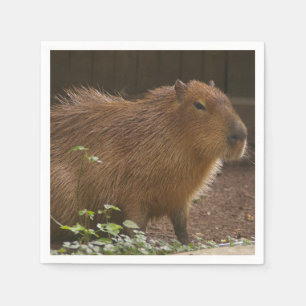 Capybara Pappersservett