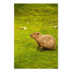 Capybara Photo Print Fototryck