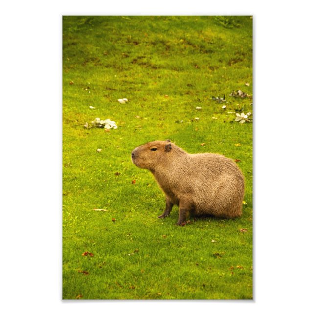 Capybara Photo Print Fototryck (Framsidan)