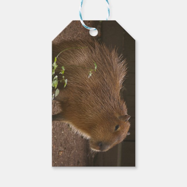 Capybara Presentetikett (Framsidan)