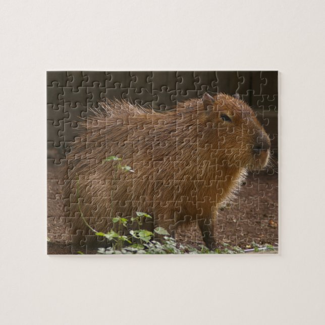 Capybara Pussel (Horisontell)