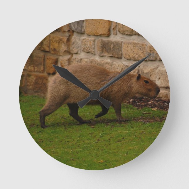 capybara rund klocka (Framsida)