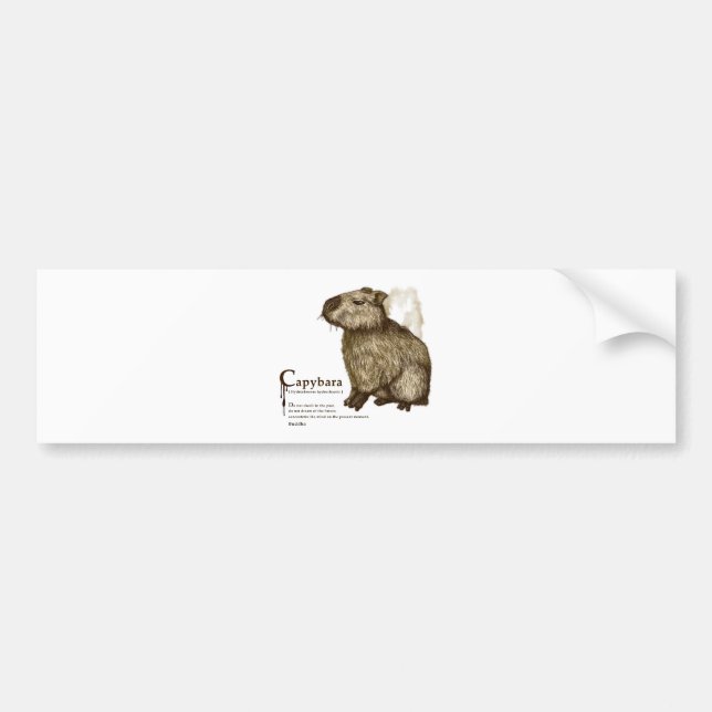 capybara - sepia bildekal (Framsidan)