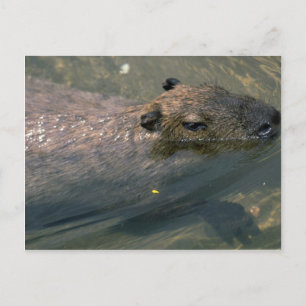 Capybara simmar vykort