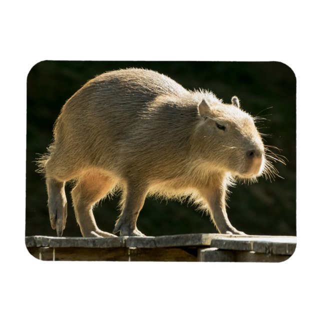 Capybara Small Magnet (Horisontell)