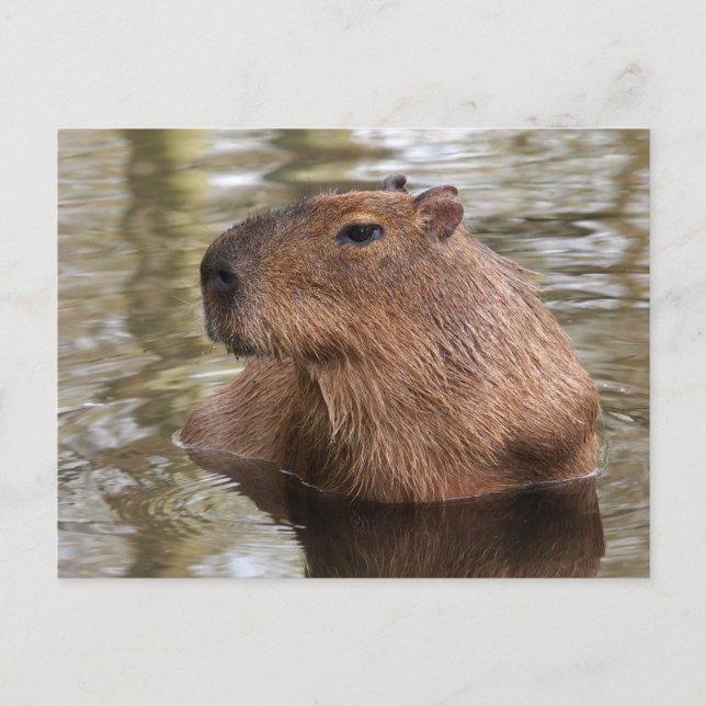 Capybara Swimming Vykort (Framsida)