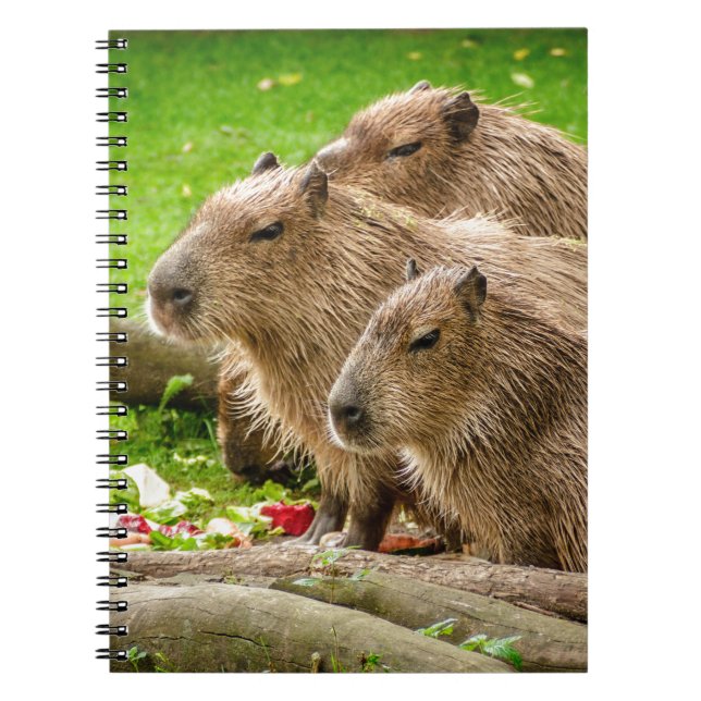 Capybara Trio Anteckningsbok (Framsidan)