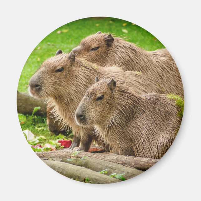 Capybara Trio Magnet (Framsidan)