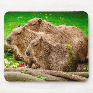 Capybara Trio Musmatta