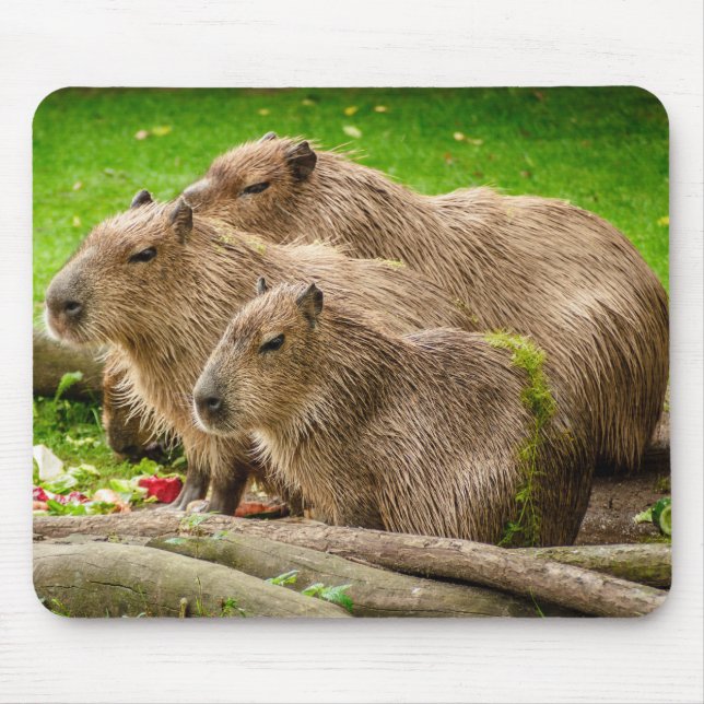 Capybara Trio Musmatta (Framsidan)