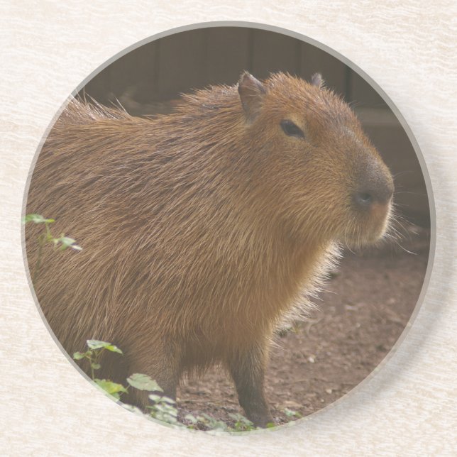 Capybara Underlägg Sandsten (Framsidan)