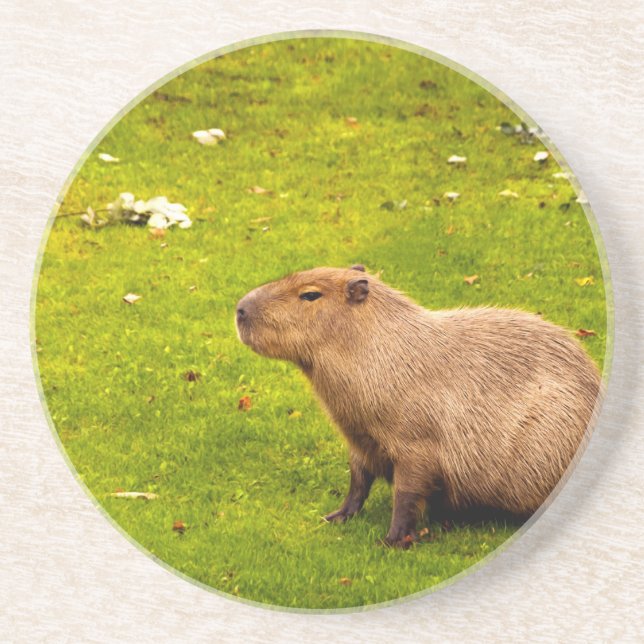 Capybara Underlägg Sandsten (Framsidan)