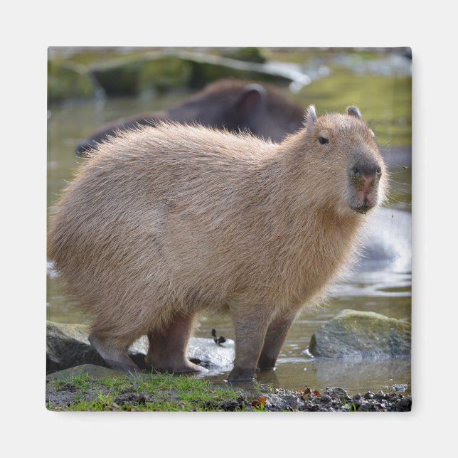 Capybara vid kant i en damm magnet (Framsidan)