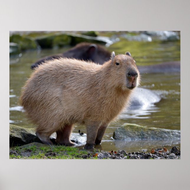 Capybara vid kant i en damm poster (Framsidan)