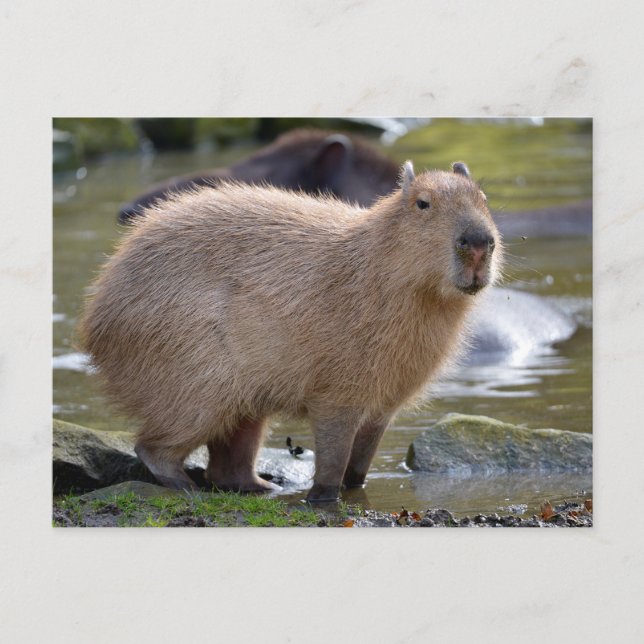Capybara vid kant i en damm vykort (Framsida)