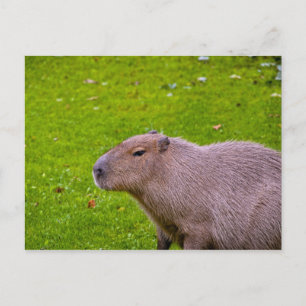 Capybara vykort