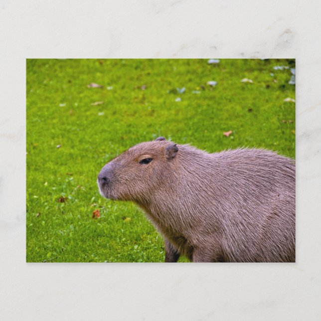 Capybara vykort (Framsida)