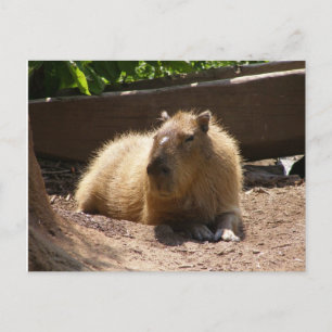 Capybara Vykort