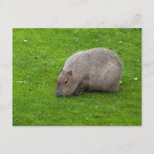 Capybara vykort