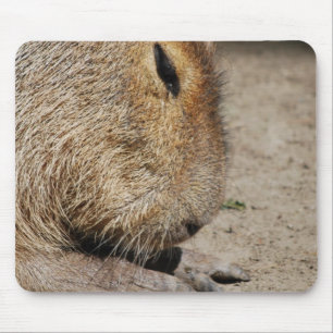 Capybaramusen vadderar musmatta