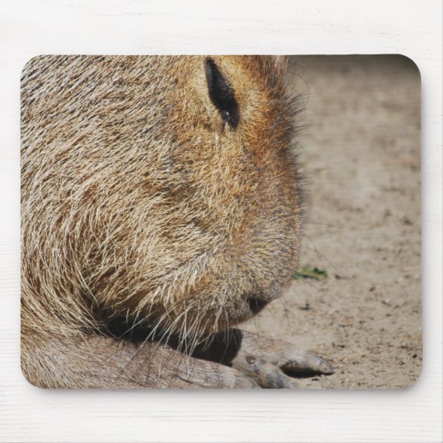 Capybaramusen vadderar musmatta (Framsidan)